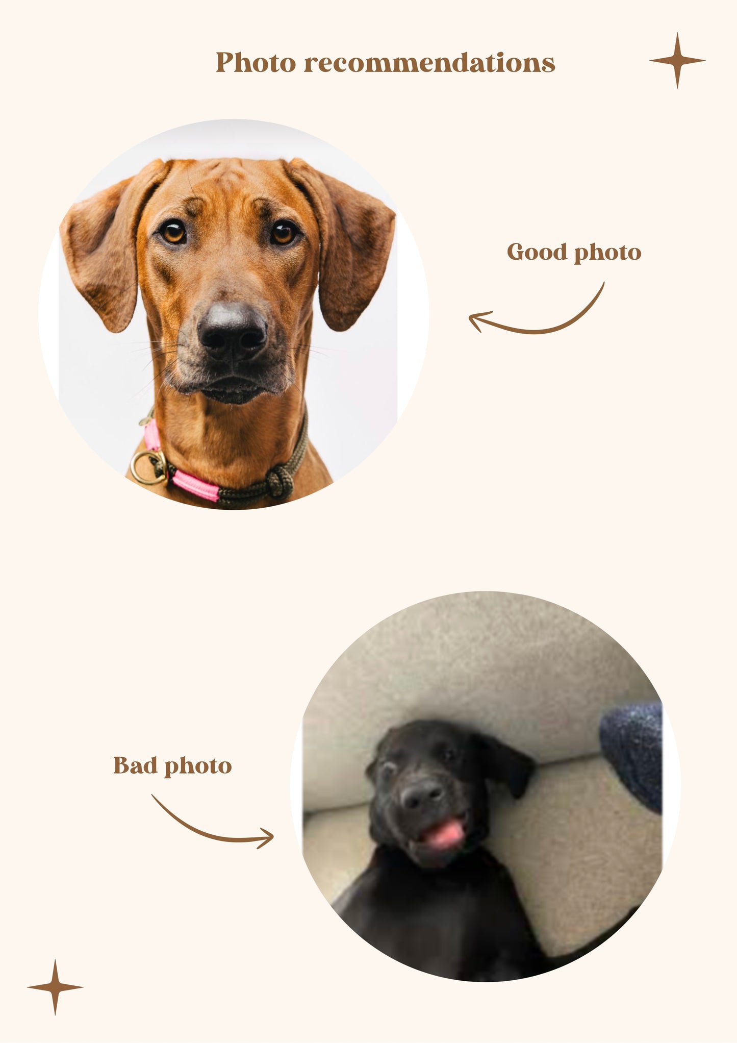 Pet Portrait Illustrated